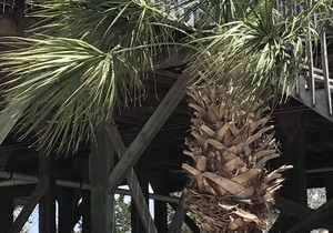 Spring Warrior Fish Camp #2 Located on the Gulf of Mexico