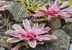 Stunning Oceanfront Luxury Condo at Kaha Lani Resort