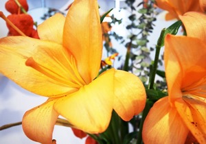 Stylish, modern 3-bed house in Barnes SW13