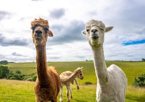 Ta Mill Cottages & Lodges - Dairy Cottage