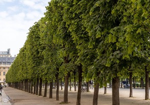 Tracing the Tuileries, by Veeve
