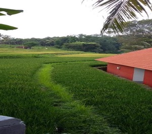 Lotus Guesthouse Place The North Bali 