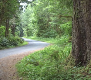 Tent Site Forested Property 