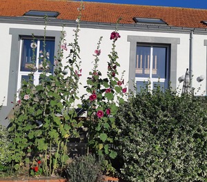 Stars People Swimming 