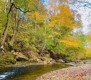 Whispering Creek 