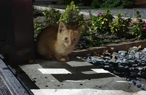 Kushchevskaya Apartment | Гостевой дом "Виноград"