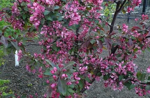 Kushchevskaya Apartment | Гостевой дом "Виноград"