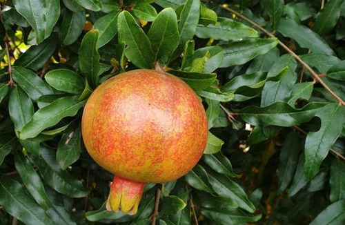 Kushchevskaya Apartment | Гостевой дом "Виноград"