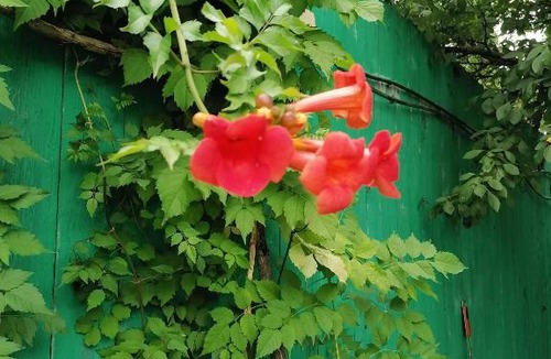 Leninsky District Hotel | Гостиница Мещерино