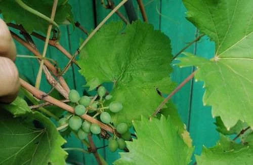 Leninsky District Hotel | Гостиница Мещерино