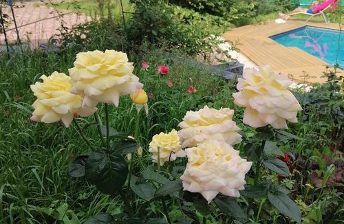 Leninsky District Hotel | Гостиница Мещерино