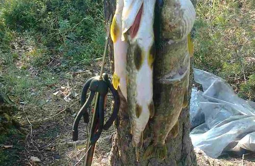 Petrovsky House | Домик у леса