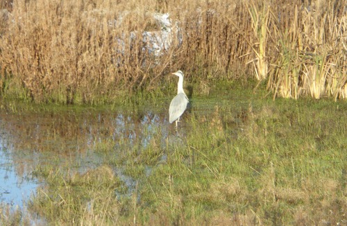 Mauchline Cottage | 1 bedroom accommodation in Sorn