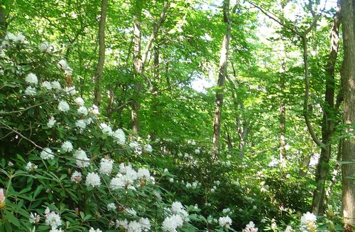 Ashfield Apartment | 1 bedroom with SPA bathroom and mountainside deck