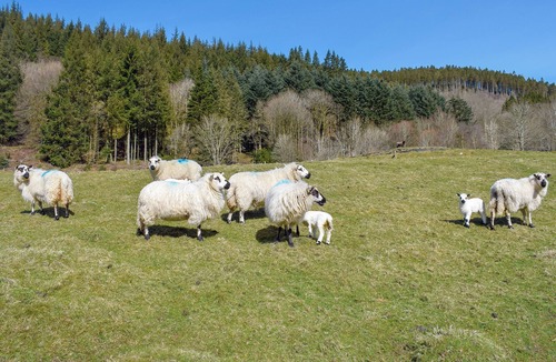 Glandyfi Cottage | 2 bedroom accommodation in Pontrhydygroes, Devils Bridge