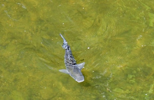 Saltash Cabin | 2 bedroom accommodation in Notter Bridge, Saltash