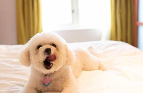 Union Square Hotel | 2 Connecting Suites at a 5⭐️ Hotel