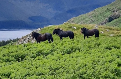 Penrith Cottage | 3 bedroom accommodation in Bampton near Penrith