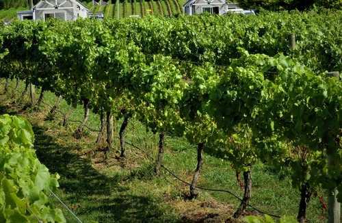 Havelock North Villa | 305inthevines