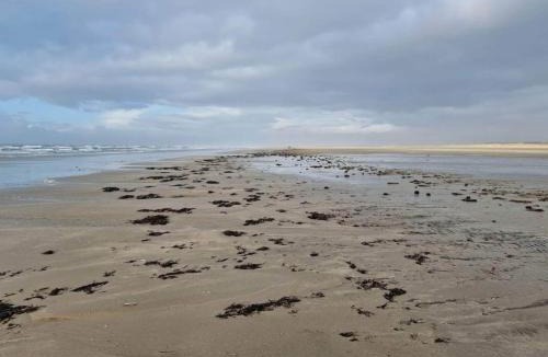 Rindby Strand House | 4 person holiday home in Fanø