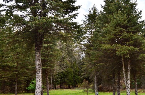 Luther RV Rental | 4 Private RV Campsites surrounded by "Knotty Pines", Minutes from ORV Trails.
