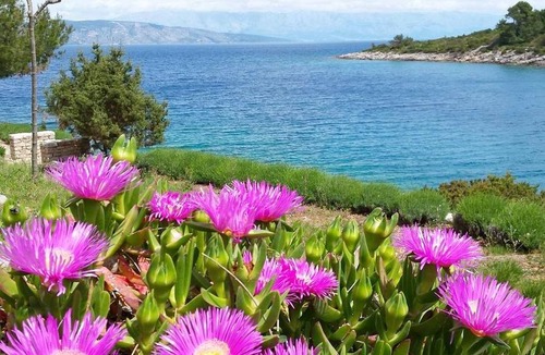 Cove Basina (Jelsa) Apartment | 60 m² Apartment ∙ 2 bedrooms ∙ 4 guests