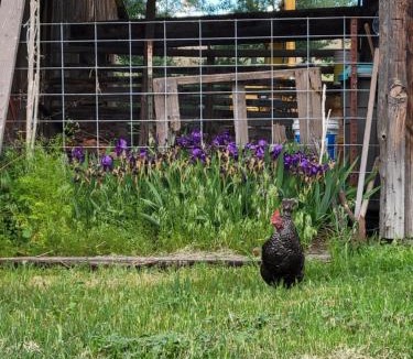 South Cascades Area Bed & Breakfast | 8 Mile Farm Bed & Breakfast