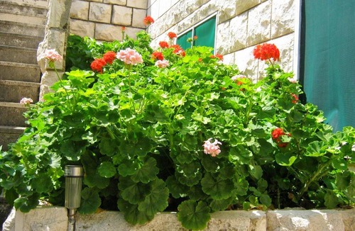 Lapad Apartment | 80 m² Apartment ∙ 2 bedrooms ∙ 6 guests