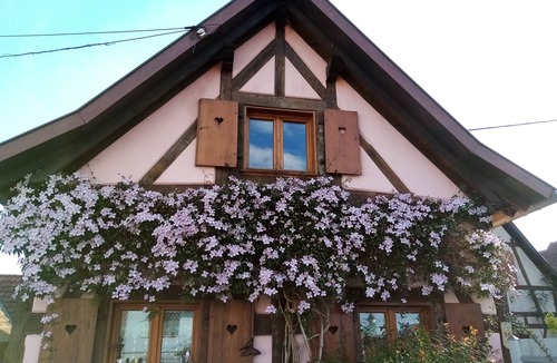 Hilsenheim House | A bouquet on a roof