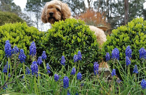 Olinda Cottage | A Gracehill Accommodation Cottage