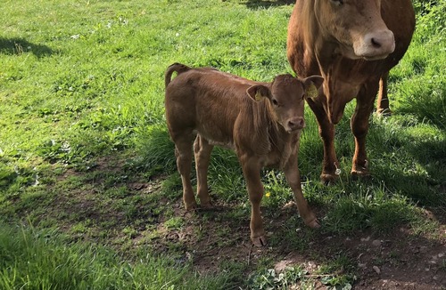 Newent Apartment | A newly Renovated and Exclusive Studio