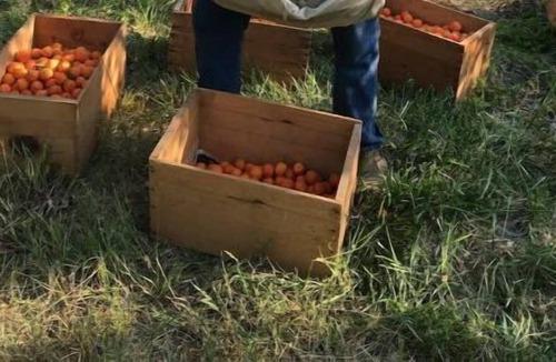 Kettle Falls Cottage | A peach of a place