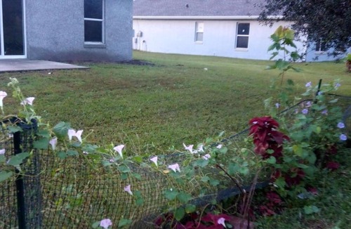 Poinciana House | A Perfect Place to Stay