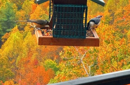 Purlear Cabin | A Private Mountain Retreat with Stunning Views, Cozy Spaces, and Rustic Elegance