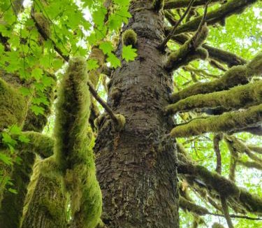 Beaver House | A Relaxing Getaway-A Backwoods Cabin SolDuc River