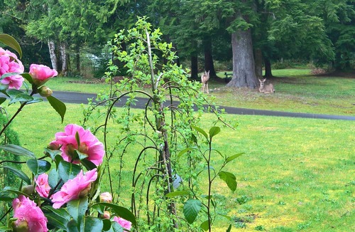 North Bend Villa | A Spacious Mountain Retreat with Stunning Views. 1 bedroom, 2000sqft entire