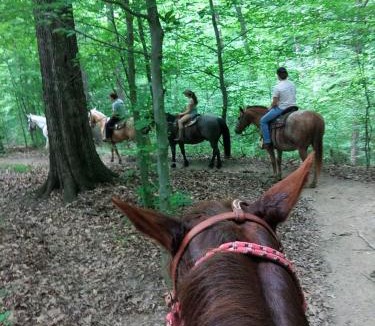Trafalgar House | A Woodland Castle