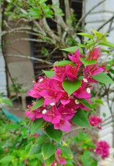 Kampung Guar Resort | Afilia 2