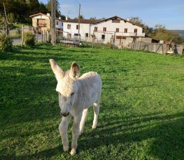 Olaskoegia House | Agroturismo Pagoederraga