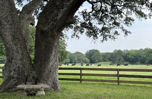 Flatonia Cottage | Amazing Secluded cottage under huge trees, on a working Ranch.