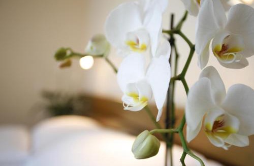 Lucerne Hotel | Ambassador Self Check-in Hotel