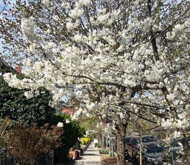 Bloomingdale Apartment | Amma's Place