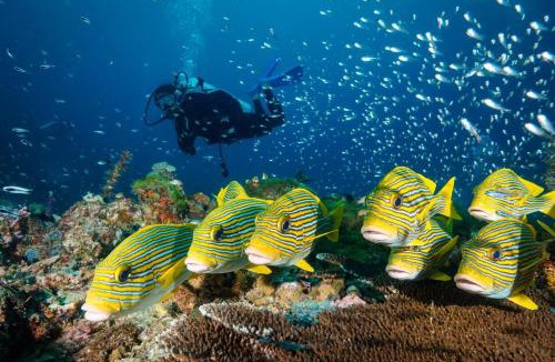 Raja Ampat House | Andau Dive Resort Raja Ampat