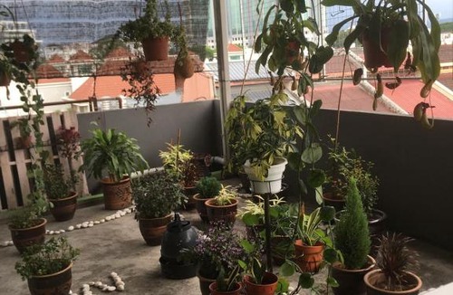 Jawa Hotel | Anderson Hotel