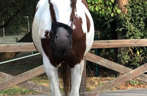 Store Heddinge House | Anneks v/Stevns Klint