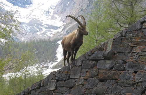 Saas-Fee Apartment | Apartment ∙ 3 bedrooms ∙ 6 guests