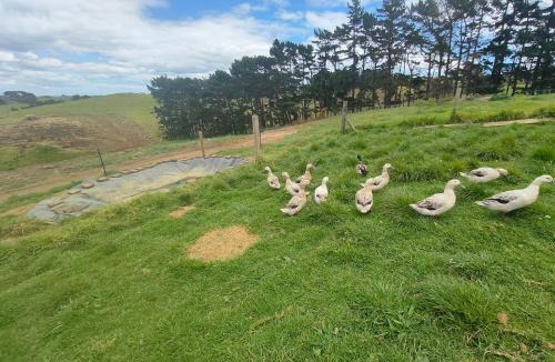 Awhitu Apartment | Apartment 4