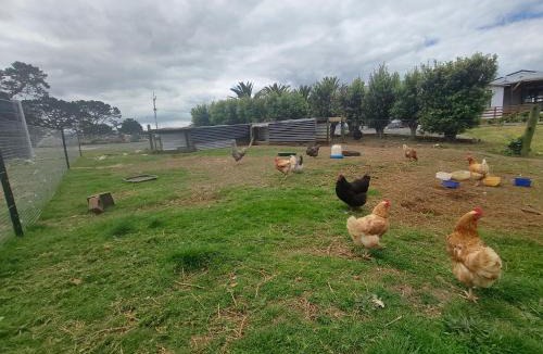 Awhitu Apartment | Apartment 4