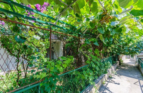 Bili brig Apartment | Apartment and Rooms Ivan (45191-A7) - Makarska