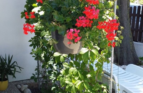 Nin Apartment | Apartment in Sabunike with Terrace, Air condition, WIFI (231-2)